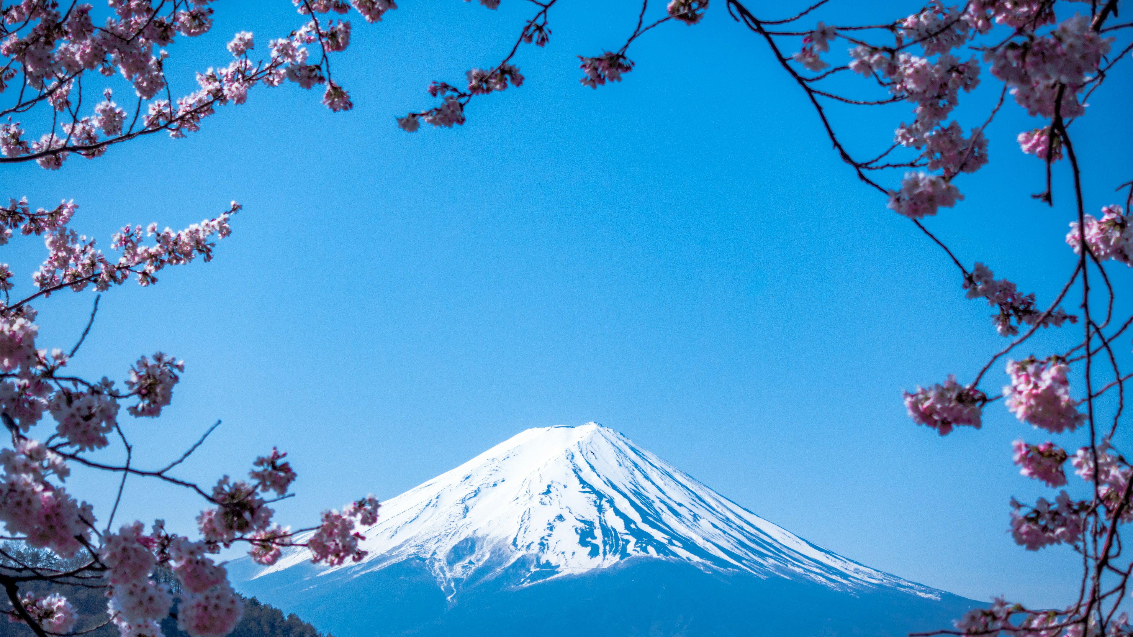 春日樱花环绕的富士山
